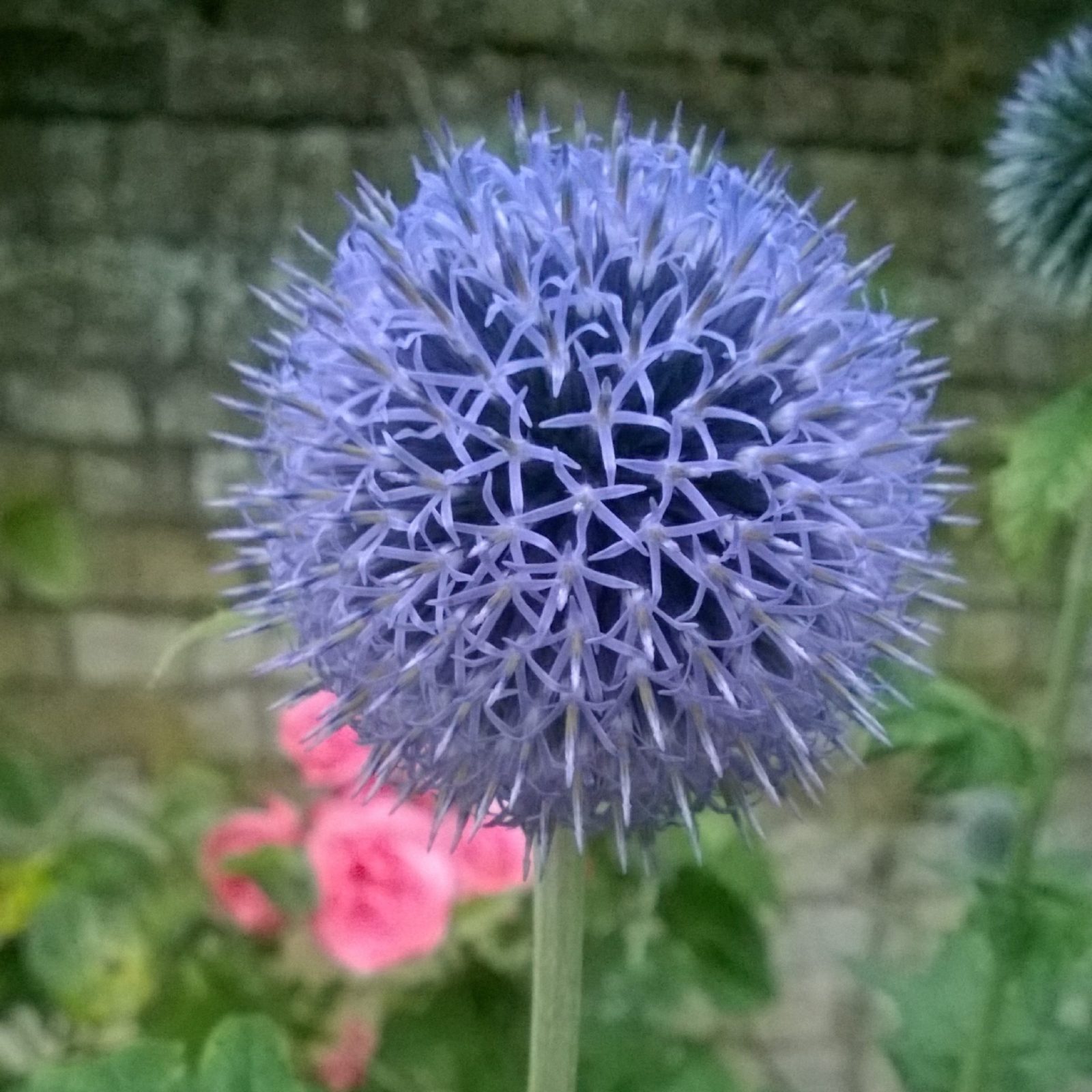 Globe Thistle Echinops (2)