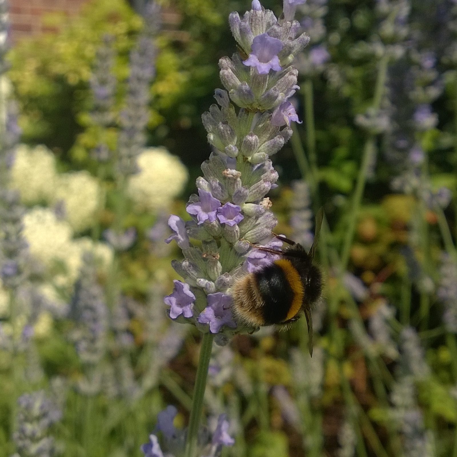 Lav Bee