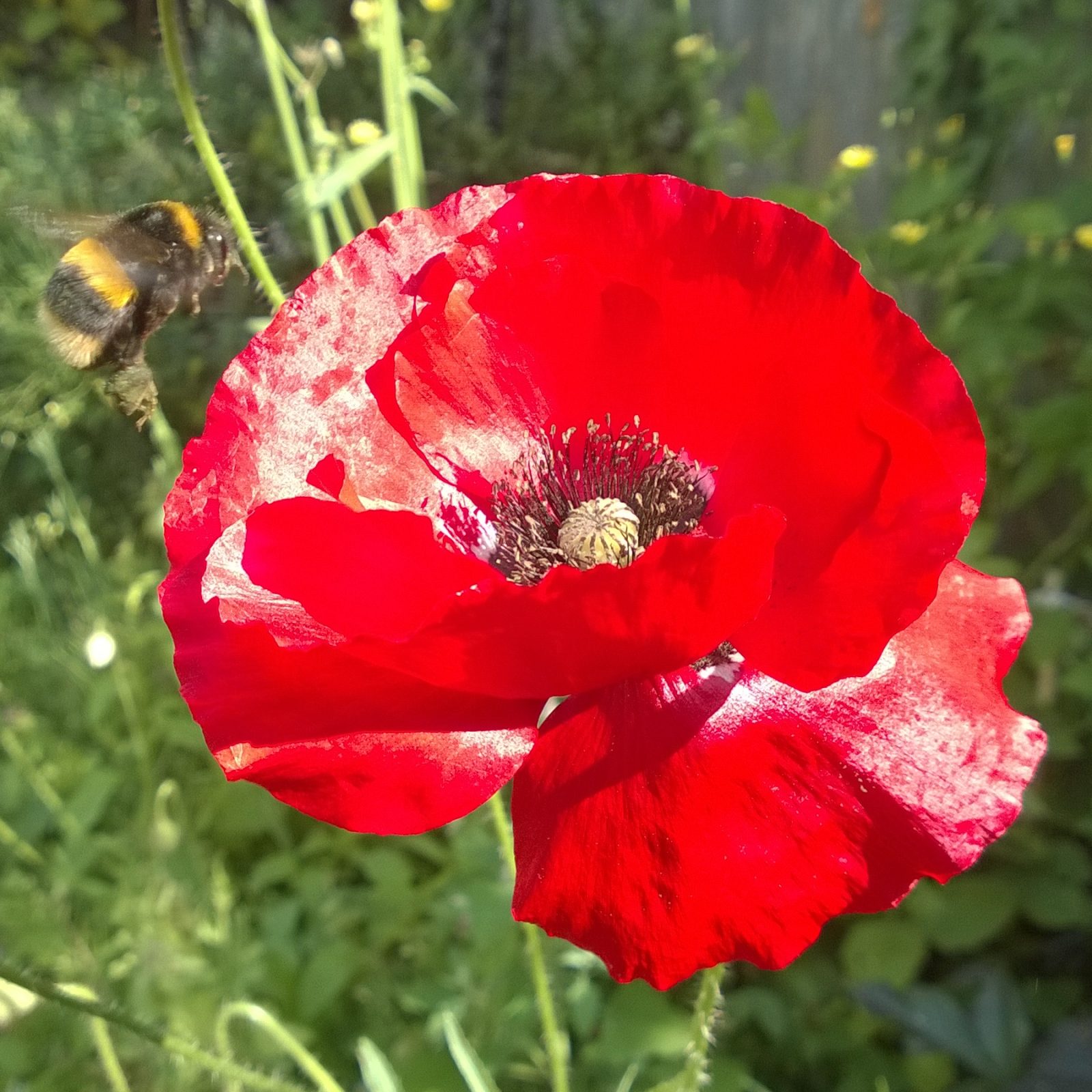 Poppy Bee